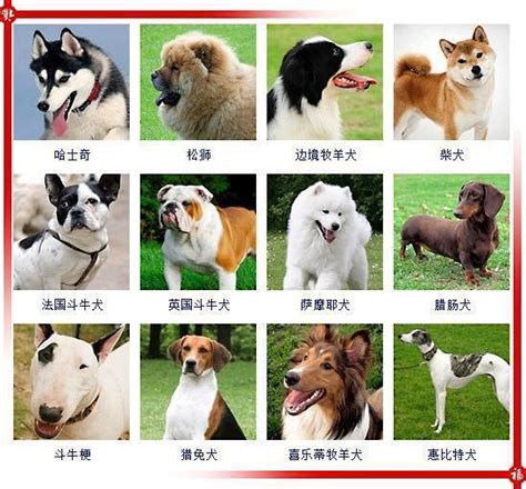 狗狗名字吉利好运财旺黑色