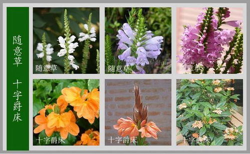花卉的名字有哪些