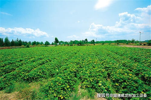 有创意的乡村振兴公司名称
