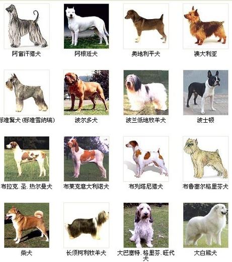 大型犬起名大全