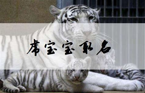 7月老虎取名