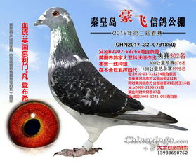 野鸽子翅膀受伤了怎么才能治好它