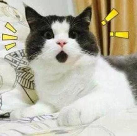 奶牛猫起名字
