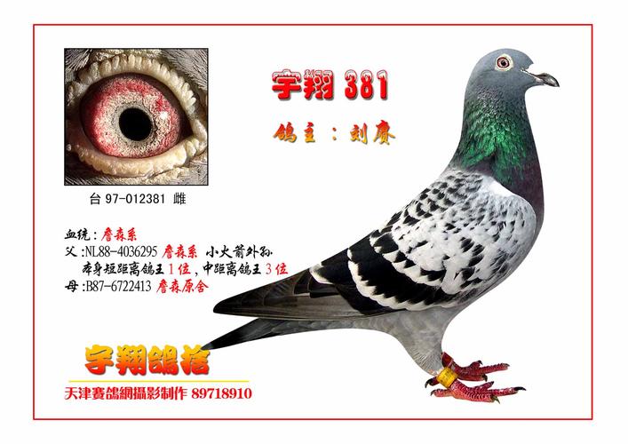 鸽舍什么字起名字好听