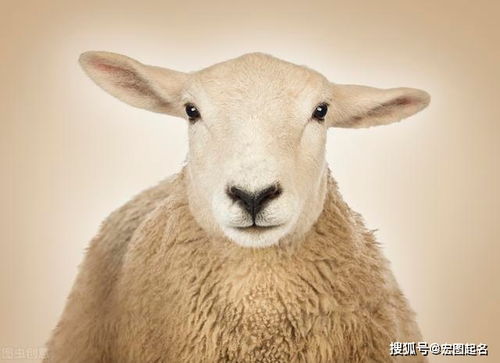 如何给属鼠宝宝起名字好听点