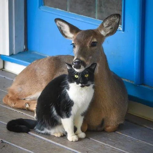 猫猫起名字大全