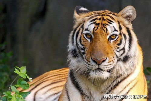 起名与生肖有关系吗