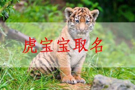 熊姓虎宝宝起名字男