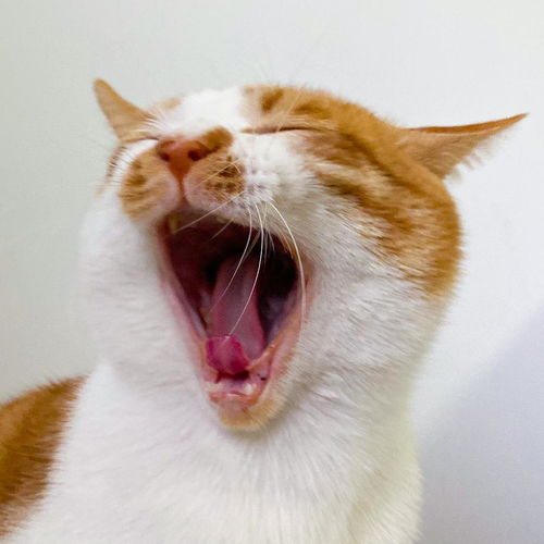 小猫名字可爱洋气母猫