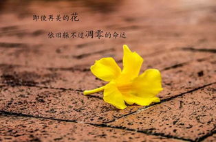芒种后星运亨通十二星座的财富、喜讯与幸福展望