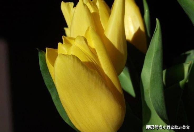 生肖运势六月桃花运指南
