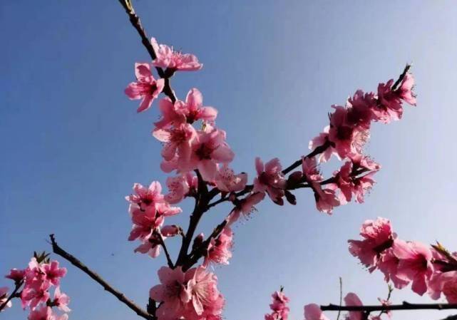 桃花绽放，爱情甜蜜未来一周属相运势全解析