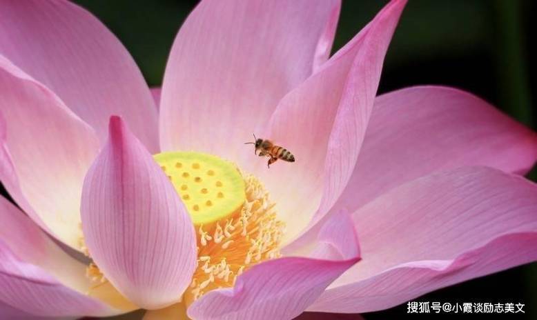 月下旬生肖贵人相助，共渡难关迎接财运与事业新高峰