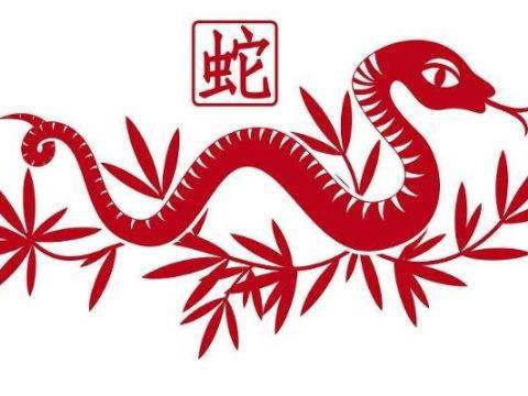 生肖狗在蛇年学业怎么样