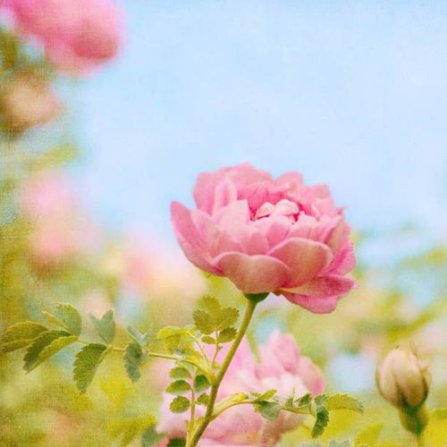 十二生肖桃花月份